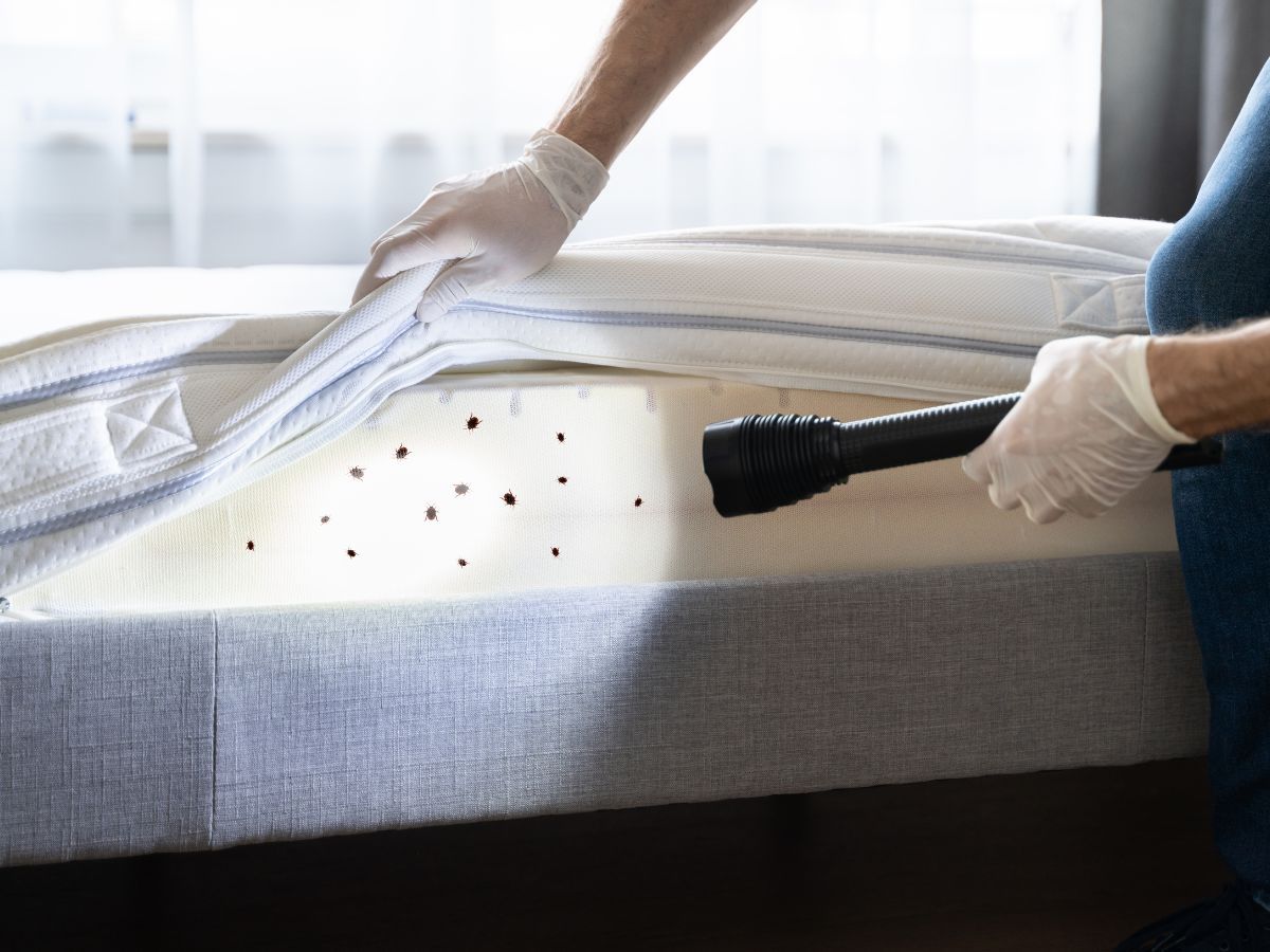 Bed Bug Extermination or Bug Removal